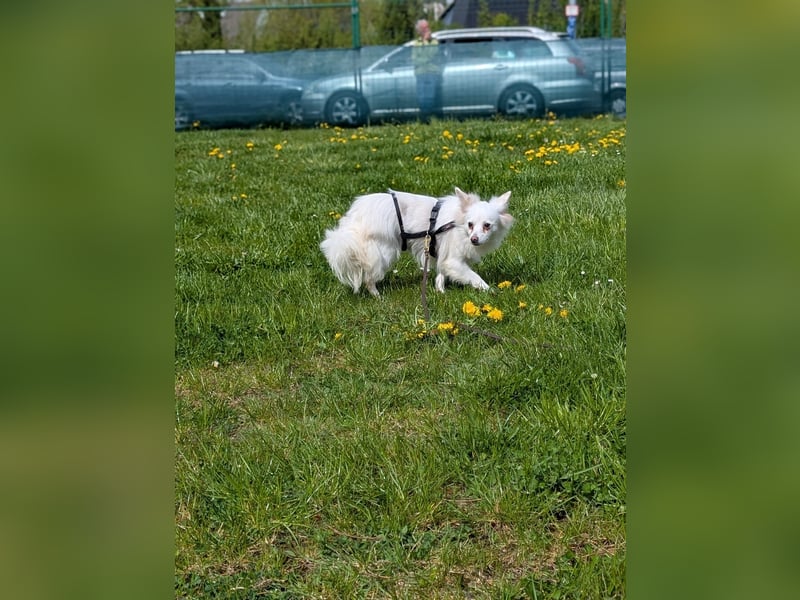 Lena, Kleinspitz Mädchen geb.01/2023
