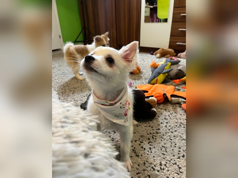 Dia, liebes verspieltes Spitzmädchen, geb. 09/2025