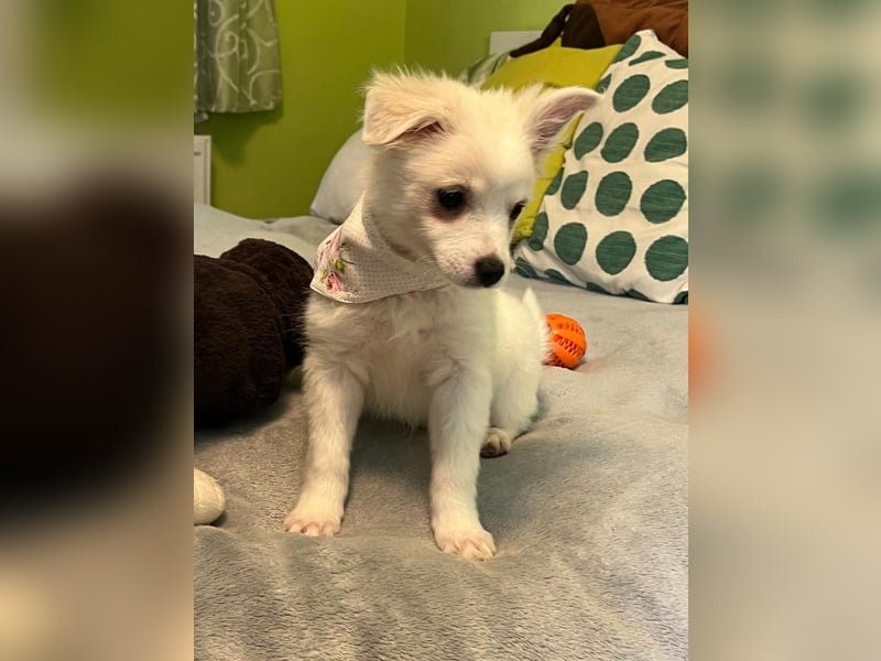 Dia, liebes verspieltes Spitzmädchen, geb. 09/2025