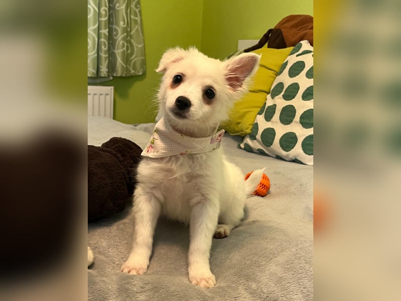 Dia, liebes verspieltes Spitzmädchen, geb. 09/2025