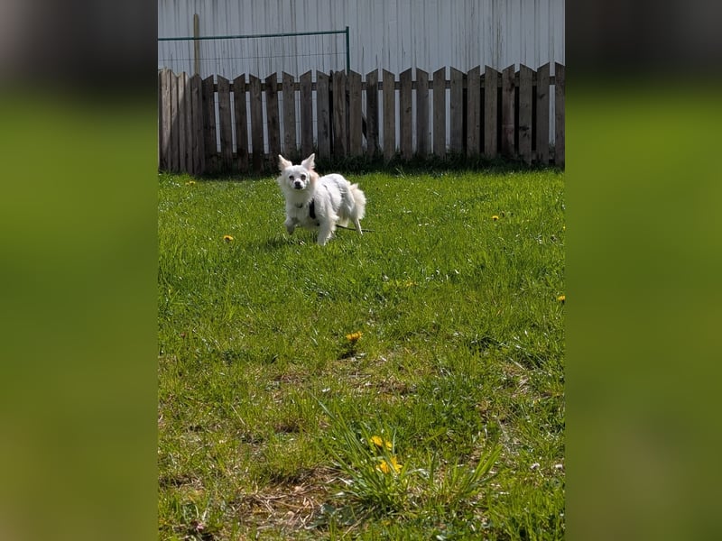 Lena, Kleinspitz Mädchen geb.01/2023