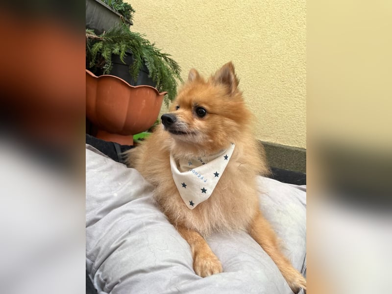 Charlie, neugieriger Spitzrüde, geb. 01/2024