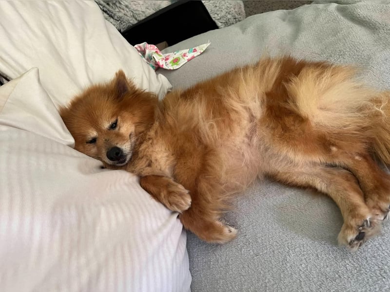 Berta, sehr liebe und ruhige Kleinspitzhündin, geb. 04/2016