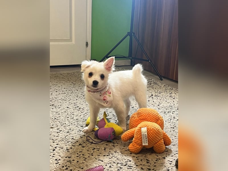 Dia, liebes verspieltes Spitzmädchen, geb. 09/2025