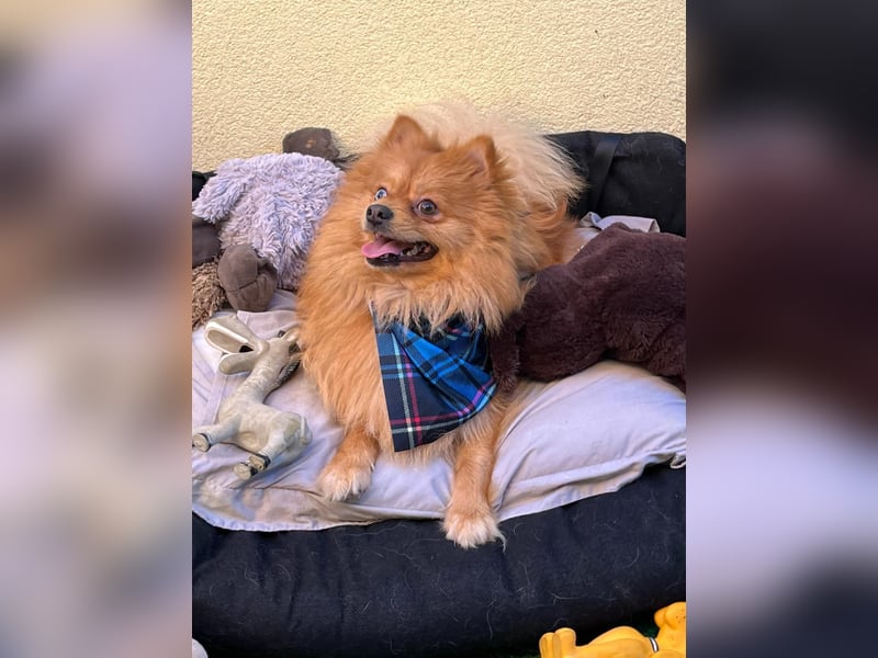 Sheldon, aktiver und verspielter Spitzrüde, geb. 01/2025