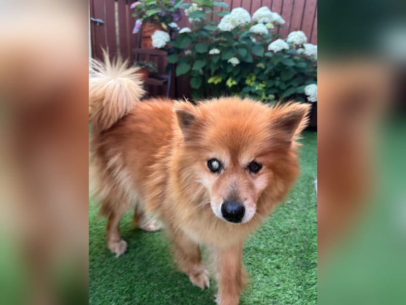 Berta, sehr liebe und ruhige Kleinspitzhündin, geb. 04/2016