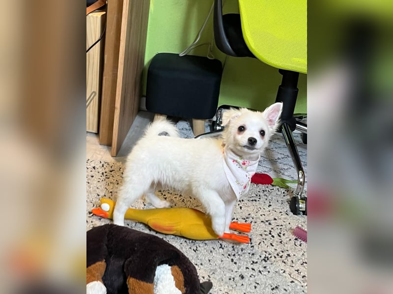 Dia, liebes verspieltes Spitzmädchen, geb. 09/2025