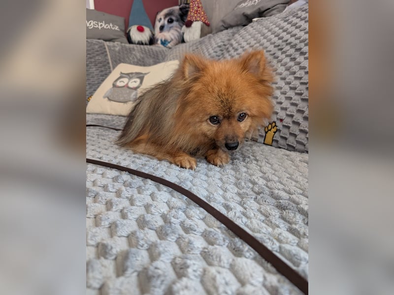 Fluffy, süßer Kleinspitz Rüde geb. 01/2019