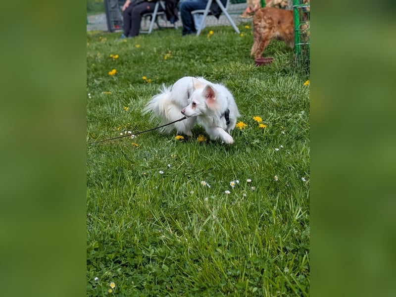 Lena, Kleinspitz Mädchen geb.01/2023