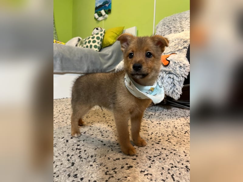 Wolly, verspielter lieber Spitzjunge, geb. 10/2025