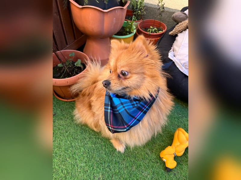 Sheldon, aktiver und verspielter Spitzrüde, geb. 01/2025