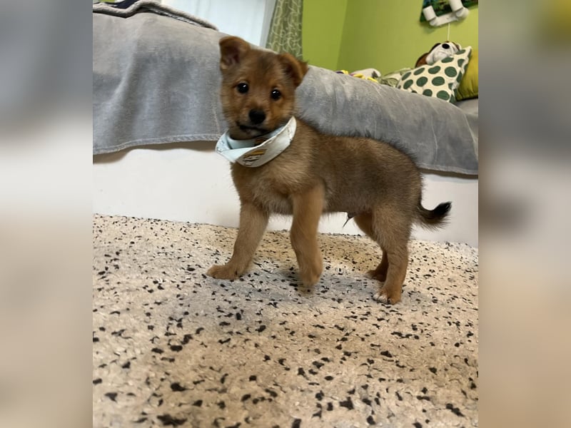 Wolly, verspielter lieber Spitzjunge, geb. 10/2025