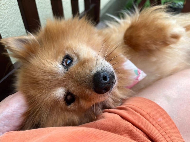 Berta, sehr liebe und ruhige Kleinspitzhündin, geb. 04/2016