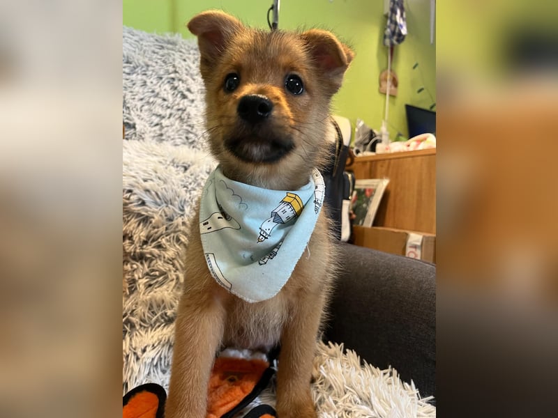 Wolly, verspielter lieber Spitzjunge, geb. 10/2025