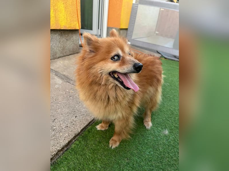 Berta, sehr liebe und ruhige Kleinspitzhündin, geb. 04/2016