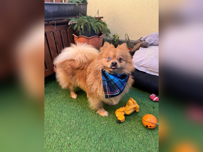 Sheldon, aktiver und verspielter Spitzrüde, geb. 01/2025