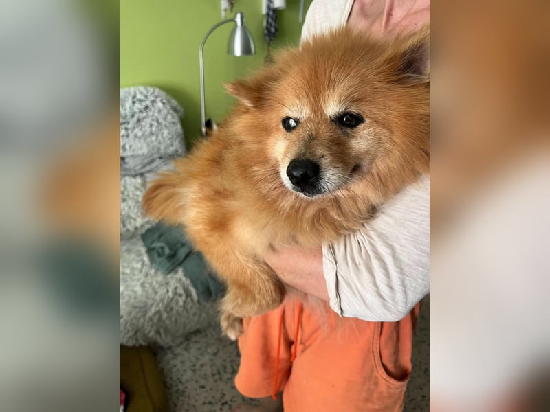 Berta, sehr liebe und ruhige Kleinspitzhündin, geb. 04/2016