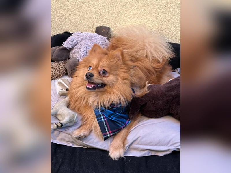 Sheldon, aktiver und verspielter Spitzrüde, geb. 01/2025