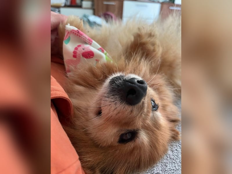 Berta, sehr liebe und ruhige Kleinspitzhündin, geb. 04/2016