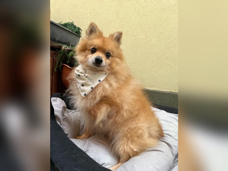 Charlie, neugieriger Spitzrüde, geb. 01/2024