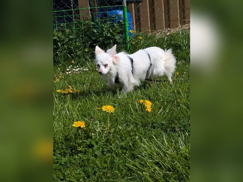 Lena, Kleinspitz Mädchen geb.01/2023