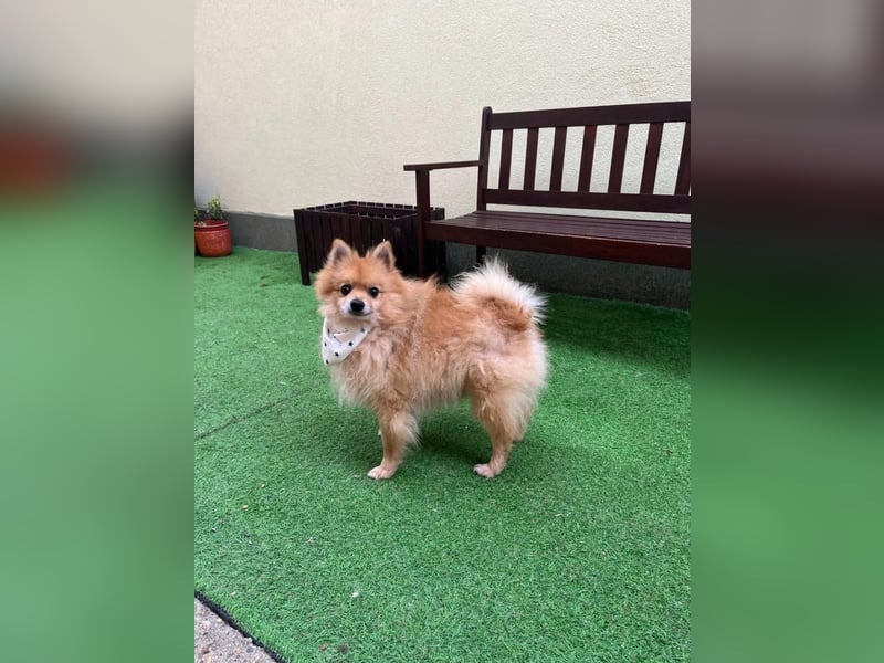 Charlie, neugieriger Spitzrüde, geb. 01/2024