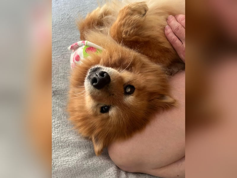 Berta, sehr liebe und ruhige Kleinspitzhündin, geb. 04/2016