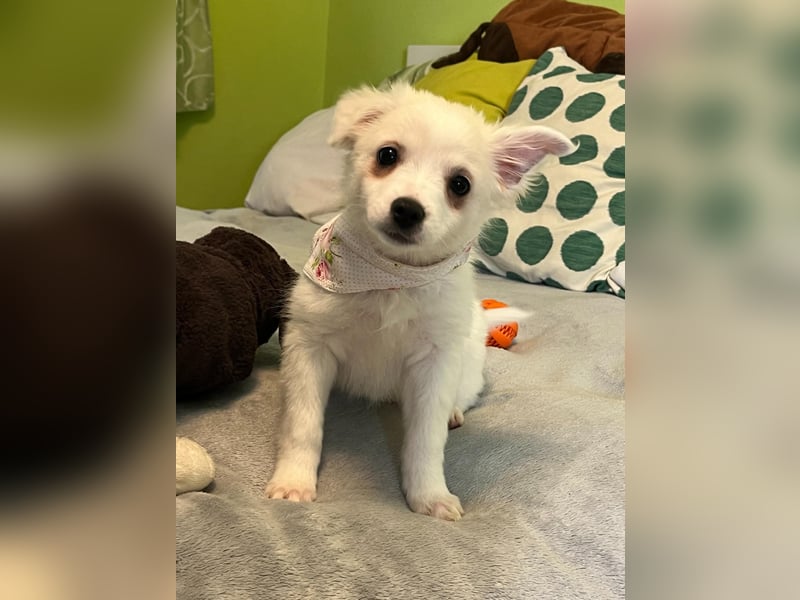 Dia, liebes verspieltes Spitzmädchen, geb. 09/2025