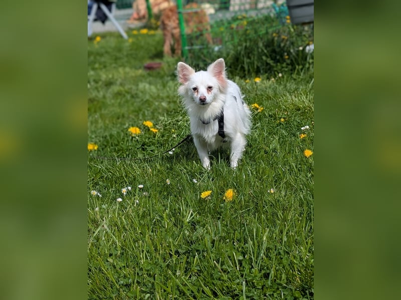 Lena, Kleinspitz Mädchen geb.01/2023