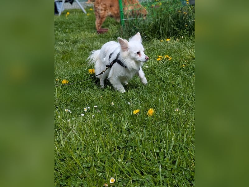 Lena, Kleinspitz Mädchen geb.01/2023