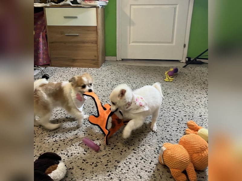 Dia, liebes verspieltes Spitzmädchen, geb. 09/2025