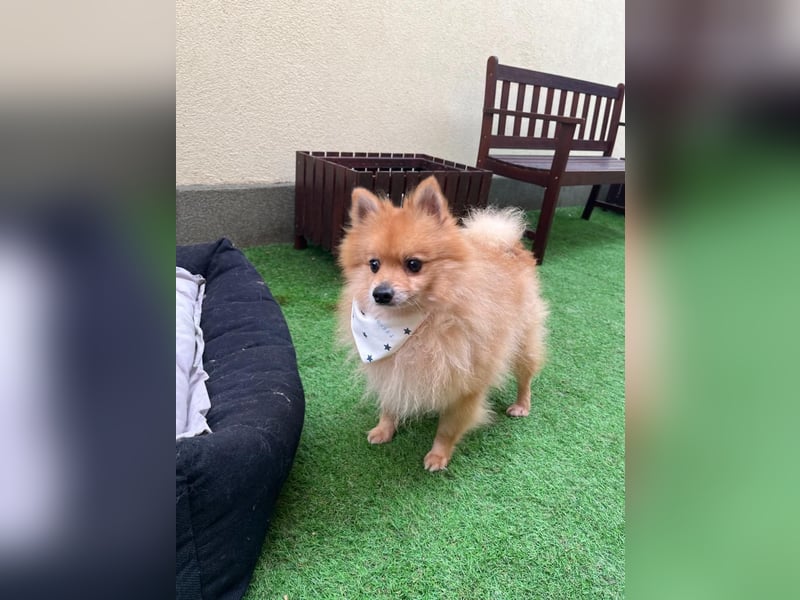 Charlie, neugieriger Spitzrüde, geb. 01/2024