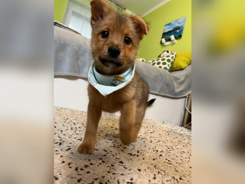 Wolly, verspielter lieber Spitzjunge, geb. 10/2025