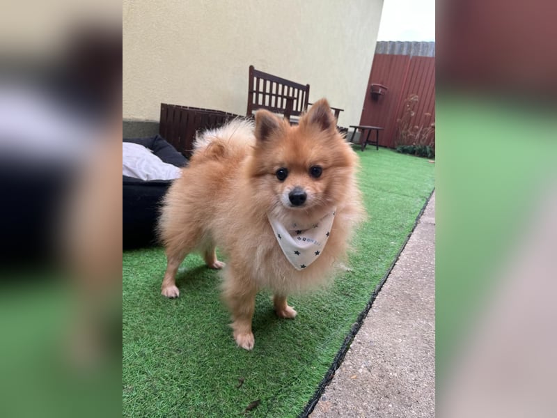 Charlie, neugieriger Spitzrüde, geb. 01/2024