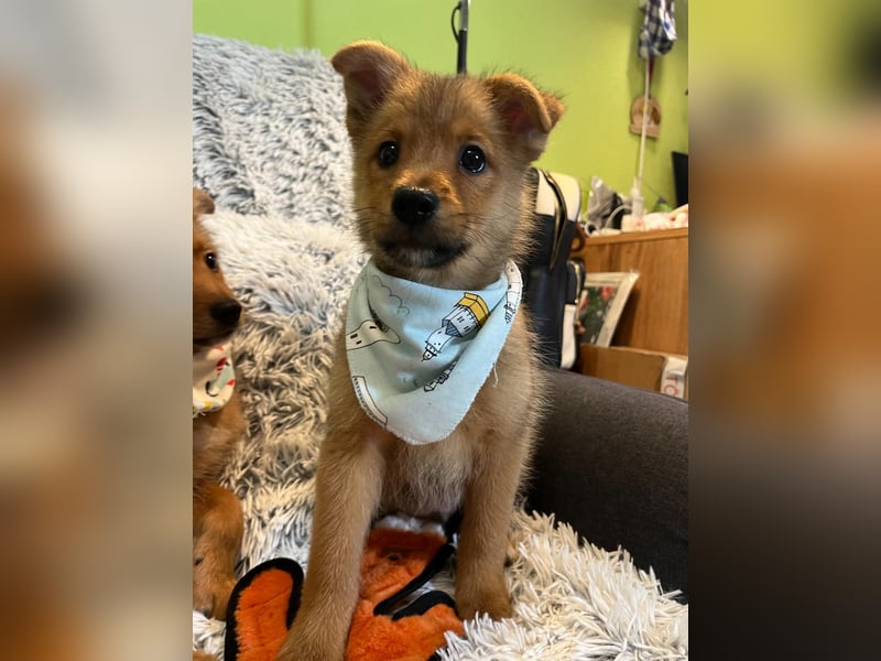 Wolly, verspielter lieber Spitzjunge, geb. 10/2025