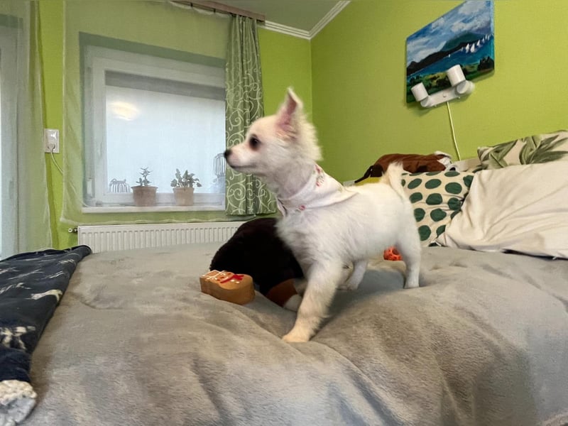 Dia, liebes verspieltes Spitzmädchen, geb. 09/2025