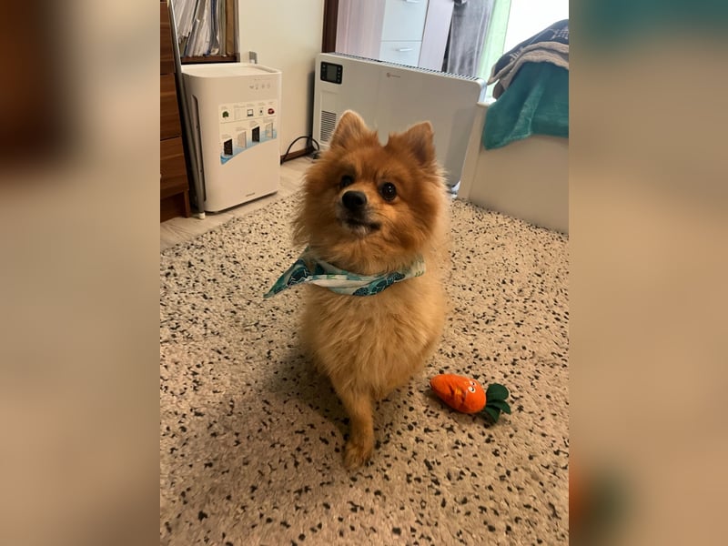 Teddy SR - Freundlich, Verspielt