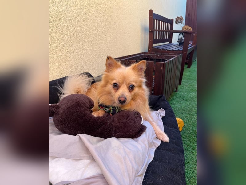 George SR - freundlich, verspielt