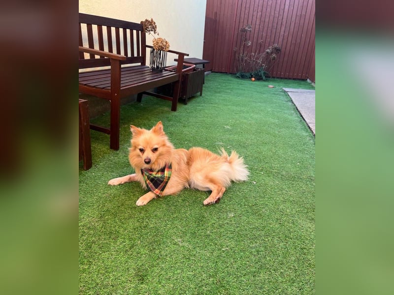 George SR - freundlich, verspielt