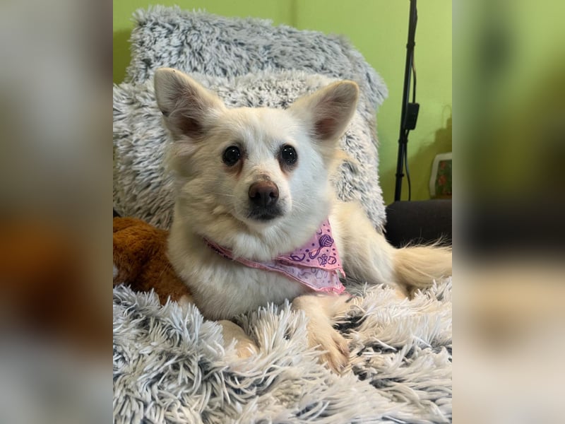 Lena  SR - katzenverträglich, lieb