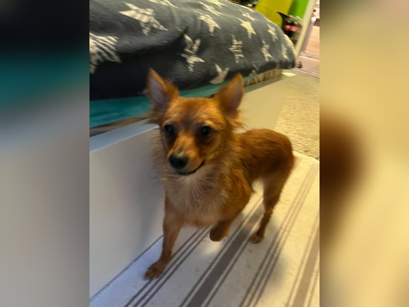 Coco SR - freundlich, verspielt