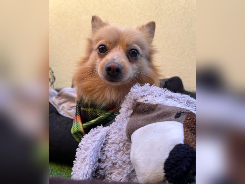 George SR - freundlich, verspielt