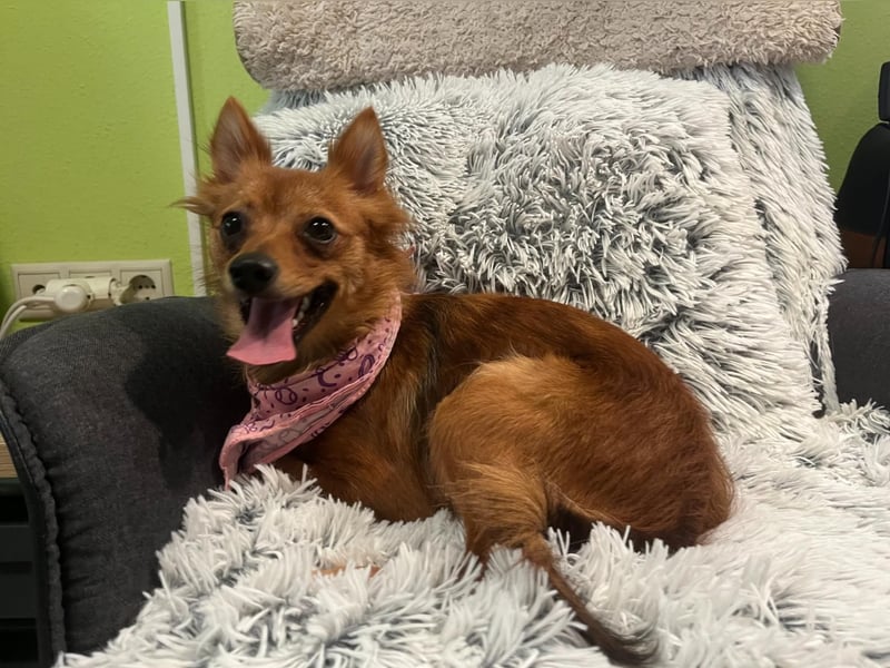 Coco SR - freundlich, verspielt