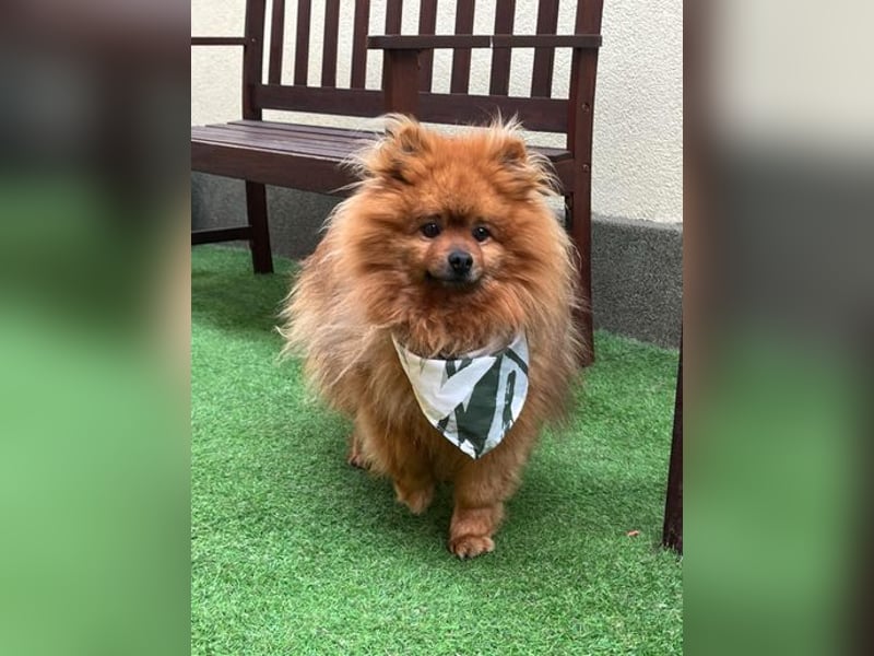 Fluffy  - neugierig, verträglich 