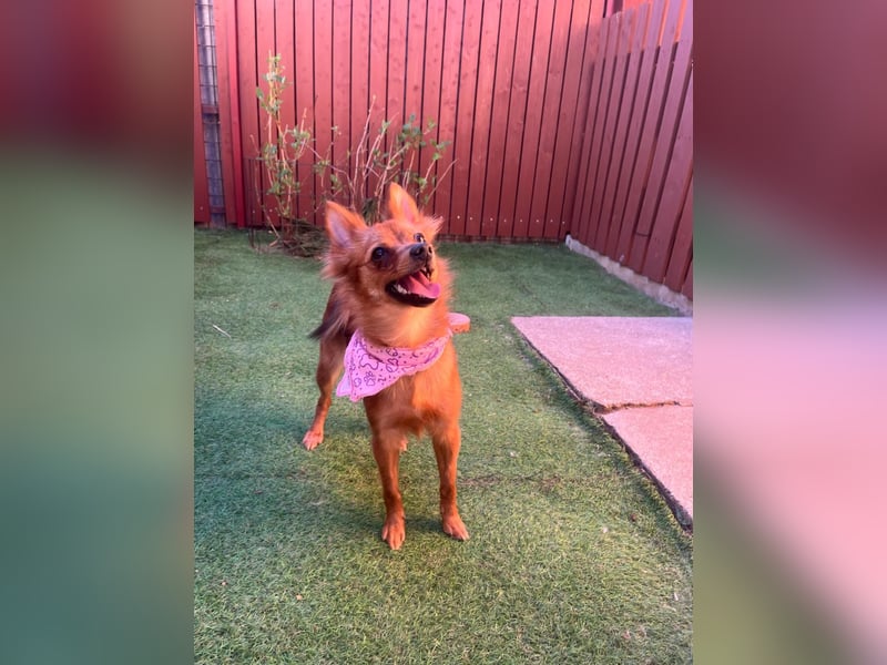 Coco SR - freundlich, verspielt