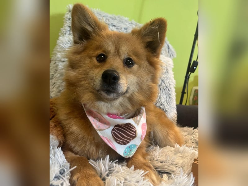 Dolly SR - freundlich, aufgeschlossen