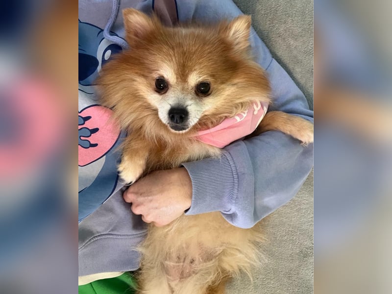 Kitty SR - freundlich, verträglich