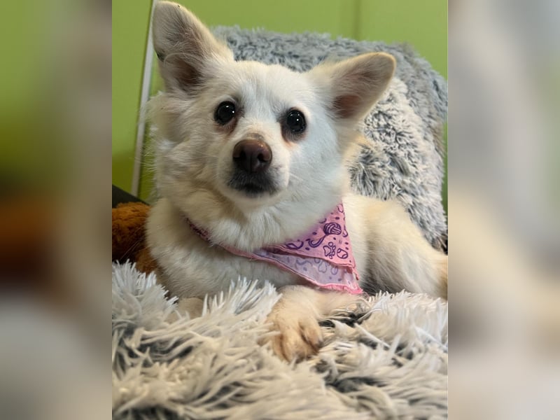 Lena  SR - katzenverträglich, lieb