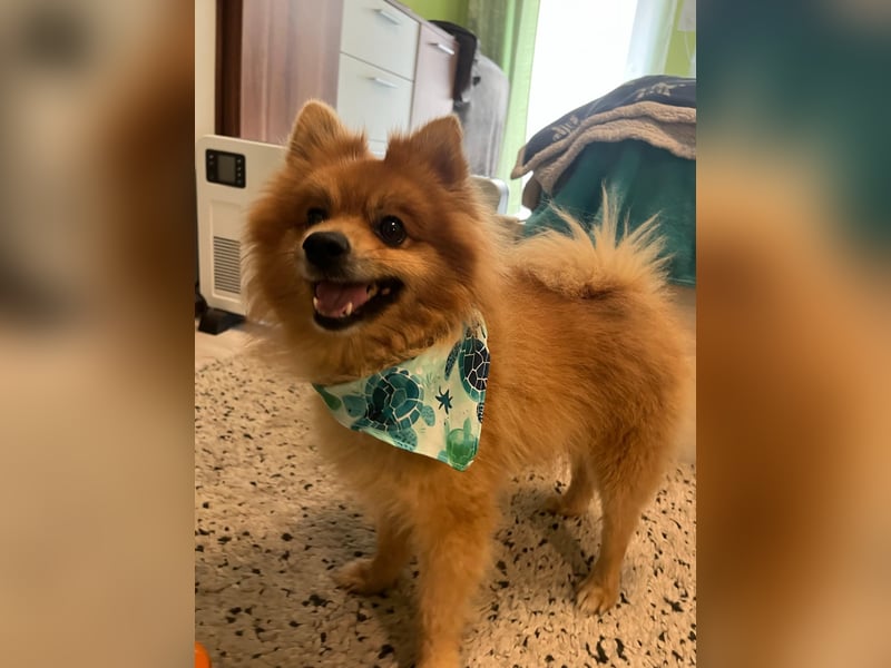 Teddy SR - Freundlich, Verspielt