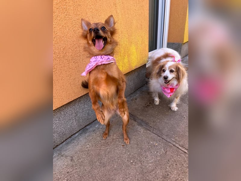 Coco SR - freundlich, verspielt